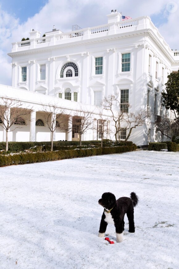 Voici des photos officielles sur les coulisses de l'investiture de Barack Obama et sur la vie à la Maison Blanche. Le chien de la famille présidentielle, Bo, joue dans les jardins de la Maison Blanche, le 24 janvier 2013.
