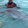 Danse avec les dauphins dans Les Anges de la télé-réalité 5 sur NRJ 12 le mardi 25 juin 2013