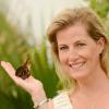 Sophie, comtesse de Wessex, inaugurait le 8 juillet 2013 RHS Hampton Court Palace Flower Show, et notamment son fabuleux dôme aux papillons inspiré de l'Eden Project, dans le Surrey.