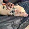 Mario Balotelli a adopté un petit cochon comme animal de compagnie, baptisé Super, qu'il a présenté le 9 août 2013