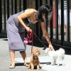 Hilaria Thomas enceinte, et ses chiens, dans les rues de New York, le 15 août 2013.