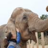 Exclusif - Stéphanie de Monaco prend la pose avec les éléphantes Baby et Nepal au domaine de Fonbonne, le 10 janvier 2014.