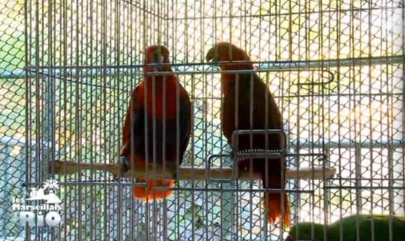 Les perroquets de la volière de Rio (Les Marseillais à Rio - épisode diffusé le mercredi 30 avril 2014.)