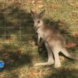  Sydney le kangourou dans "Les Anges de la télé-réalité" 6 en Australie.  