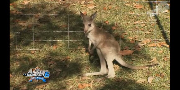 Sydney le kangourou dans "Les Anges de la télé-réalité" 6 en Australie. 