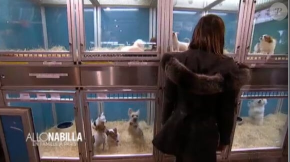 Nabilla à l'animalerie dans Allô Nabilla 2, sur NRJ12, le vendredi 11 juillet 2014