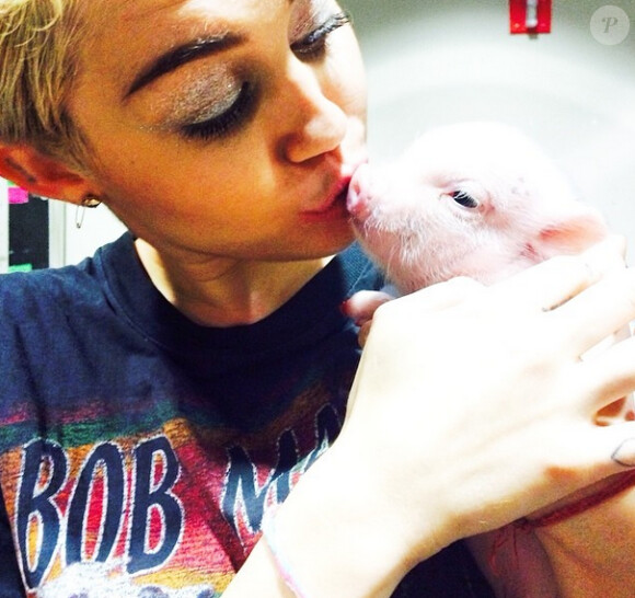 Miley Cyrus a adopté un bébé cochon répondant au nom de Bubba Sue, le 11 août 2014.
