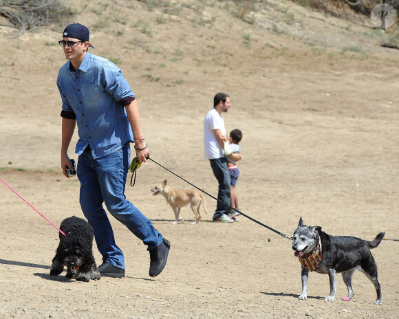 Ashton Kutcher et ses chiens à Hollywood, Los Angeles, le 27 septembre 2014.