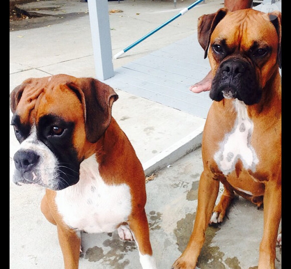 Le 15 septembre 2014 Casper Smart posait une photo sur son compte Instagram de ses deux boxers Bear et Roxy