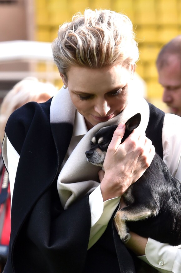 La princesse Charlene de Monaco avec son petit chihuahua "Monte" lors de la 5e édition du "Tournoi Sainte-Dévote" le samedi 11 avril 2015, au Stade Louis II de Monaco