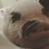 Tommy Chong et son cochon domestique Luna, sur Instagram - Juin 2015