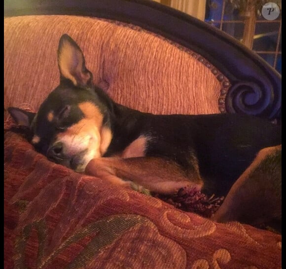Carrie Underwood a ajouté une photo sur sa page Instagram d'un de ses chiens / juillet 2015