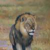 Cecil le lion assassiné en juillet dans le cadre d'une chasse jugée illégale.