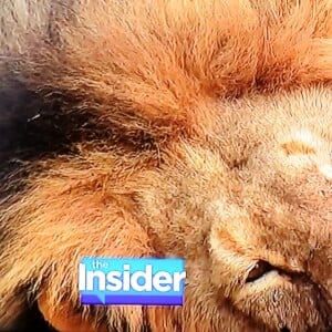 Cecil, le lion du Zimbabwe, sauvagement tué. Photo d'Insider.