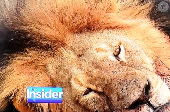 Cecil, le lion du Zimbabwe, sauvagement tué. Photo d'Insider.