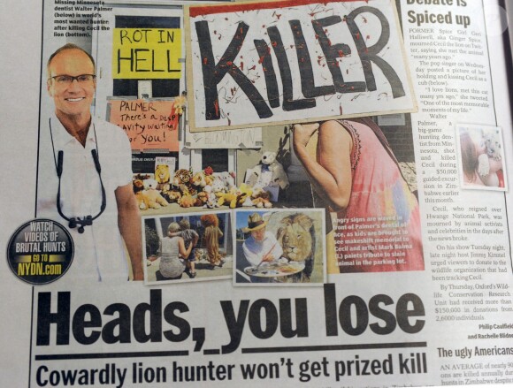 Couverture d'un quotidien titrant sur la mort de Cecil, le lion adoré, au Zimbabwe, le 29 juillet 2015.