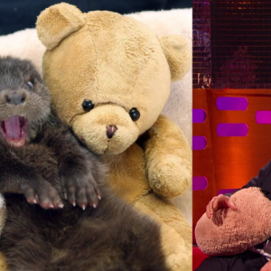 Irrésistible loutre ce Benedict Cumberbatch.
