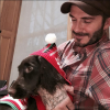 David Beckham et sa chienne Olive, parée pour les fêtes de Noël - Photo publiée le 7 décembre 2015