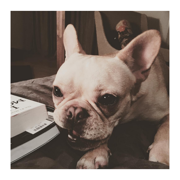 Hilary Duff a publié une photo de son chien Beau sur son compte Instagram au mois de décembre 2015. Malheureusement, l'adorable bouledogue français est décédé au début du mois de janvier 2016.