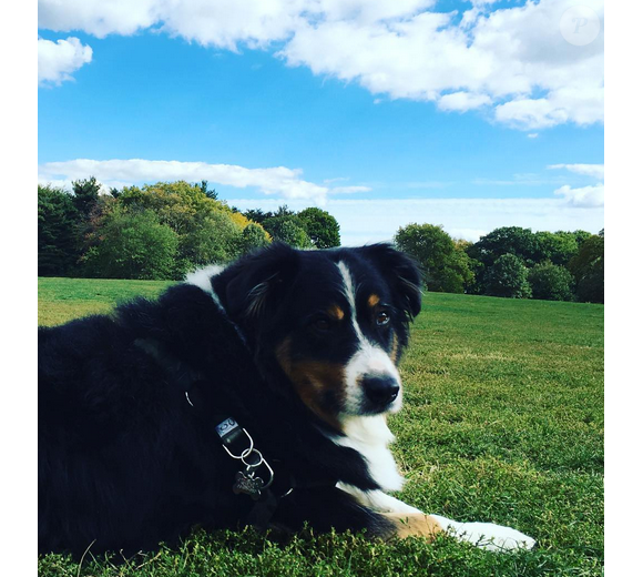 Hilary Duff a publié une photo de son chien Dubois sur son compte Instagram au mois d'octobre 2015.