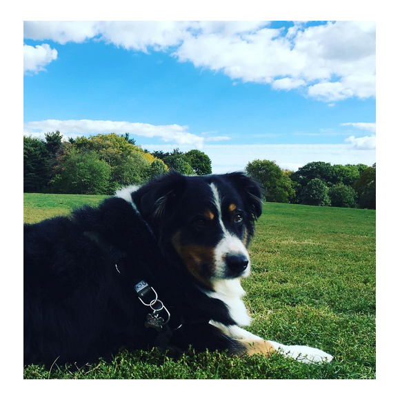 Hilary Duff a publié une photo de son chien Dubois sur son compte Instagram au mois d'octobre 2015.