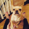 Hilary Duff a publié une photo de son chien Beau sur son compte Instagram au mois d'octobre 2015. Malheureusement, l'adorable bouledogue français est décédé au début du mois de janvier 2016.