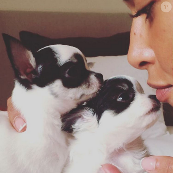 Ayem et ses chihuahuas sur Instagram, le jeudi 28 avril 2016.