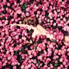 Léa Seydoux pose pour la campagne publicitaire du nouveau parfum ROSE DES VENTS de Louis Vuitton.