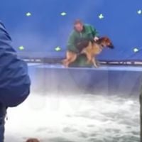 A Dog's Purpose : Un chien-cascadeur maltraité, la vidéo choque la Toile