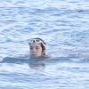Exclusif - Caroline Kennedy se baigne lors de vacances à Saint-Barthélemy le 22 février 2017.