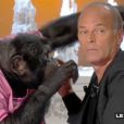 Un chimpanzé s'en prend à Robert Charlebois sur le plateau de "Salut les Terriens !" sur C8. Le 7 octobre 2017.