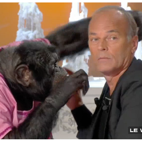 Un chimpanzé s'en prend à Robert Charlebois sur le plateau de "Salut les Terriens !" sur C8. Le 7 octobre 2017.