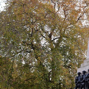 Le prince Charles s'est aussi recueilli au Guards Memorial à Londres le 12 novembre 2017.