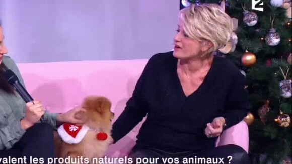 Sophie Davant mordue par un chien - "C'est au programme", France 2, mercredi 20 décembre 2017