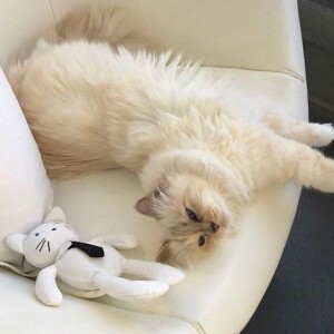 Choupette, la chatte de Karl Lagerfeld, a 7 ans. Août 2018.