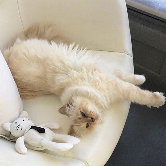 Choupette, la chatte de Karl Lagerfeld, a 7 ans. Août 2018.