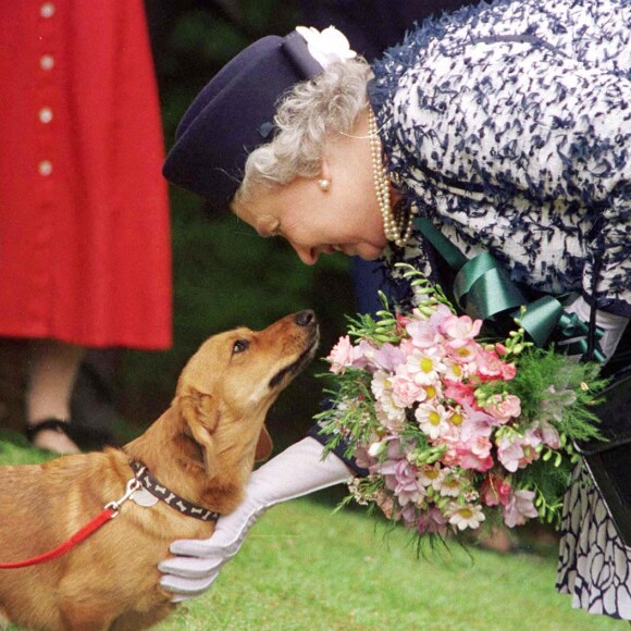 La reine Elizabeth II caresse un corgi lors d'une visite en mai 1998.