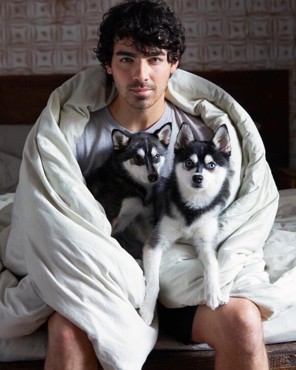 Joe Jonas avec ses deux chiens de race alaskan klee kai, Porky et Waldo,photo Instagram.