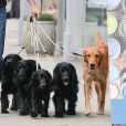 Exclusif - Who let the Dogs Out? Le frère de Kate Middleton, James Middleton équipé de ses AirPods et d'un café à emporter se promène avec ses cinq chiens à Chelsea, Londres, le 16 avril 2019.
