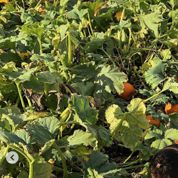Kylie Jenner, Travis Scott et leur fille Stormi sont partis à la cueillette aux citrouilles à l'approche de la fête d'Halloween. Le 16 octobre 2019.