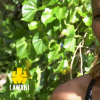 Naoil dans "Koh-Lanta, l'île des héros", le 28 février 2020 sur TF1.