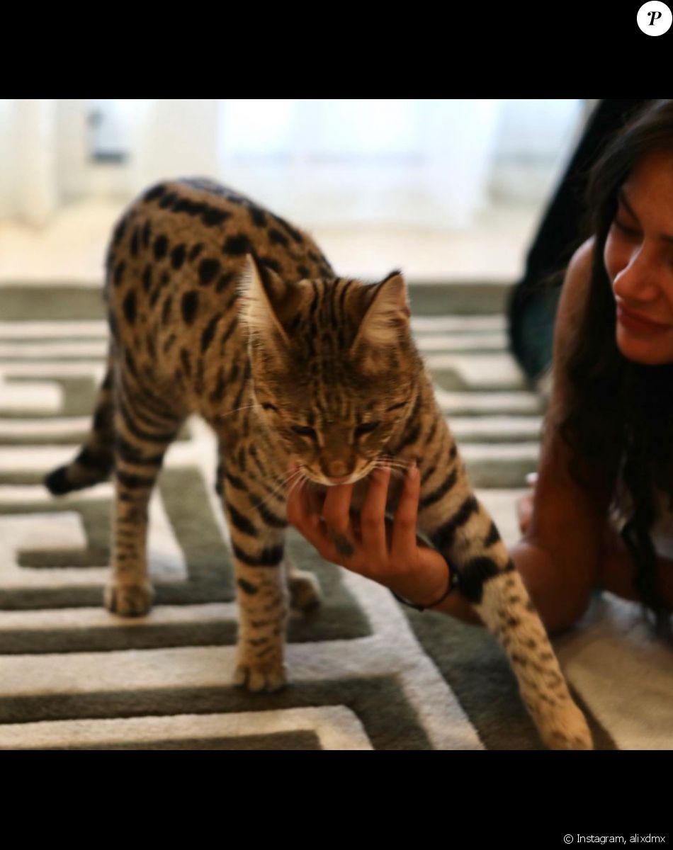 Ou Est Rajah Le Chat D alix Alix (Les Marseillais) en larmes et dans tous ses états à Marbella : son  appel à l'aide sur les réseaux : le diaporama - Purepeople