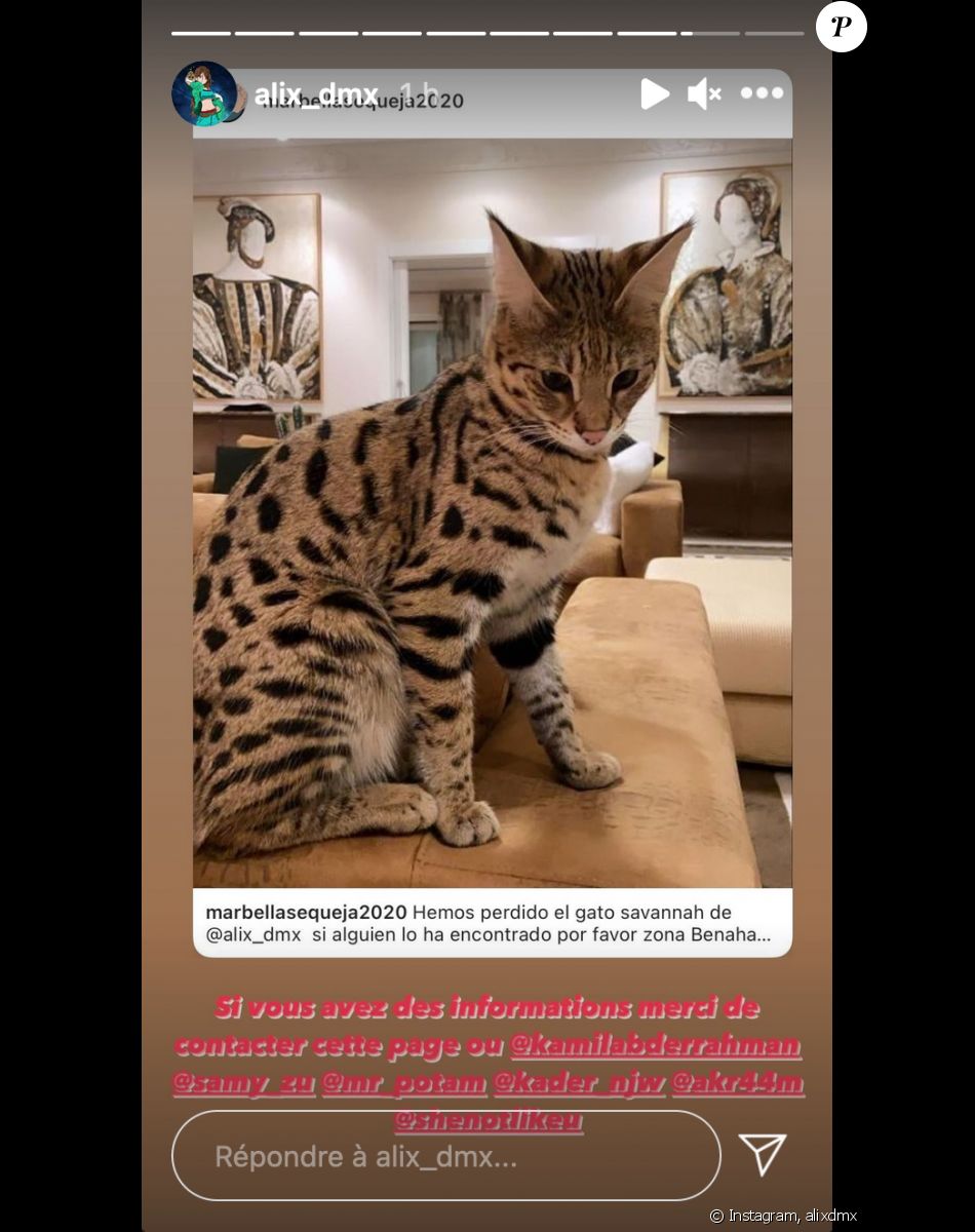 Ou Est Rajah Le Chat D alix Alix (Les Marseillais) en larmes et dans tous ses états à Marbella : son  appel à l'aide sur les réseaux : le diaporama - Purepeople