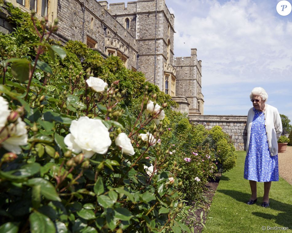 La reine Elisabeth II reçoit des mains de Keith Weed, président de la Société Royale d'Horticulture, la rose "Duke of Edimburgh" au château de Windsor. Le 9 juin 2021