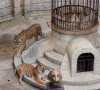Les tigres de "Fort Boyard"
