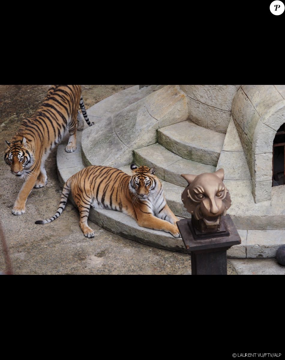 Les tigres de "Fort Boyard"