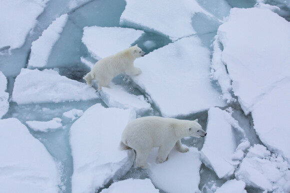 Les membres de la plus grande expédition polaire de l'histoire au départ de Tromso en Norvège, l'expédition MOSAiC, rencontrent un ours polaire avec son petit en septembre 2019