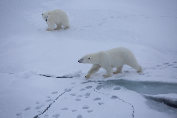 Les membres de la plus grande expédition polaire de l'histoire au départ de Tromso en Norvège, l'expédition MOSAiC, rencontrent un ours polaire avec son petit en septembre 2019
