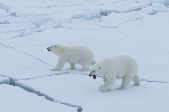 Les membres de la plus grande expédition polaire de l'histoire au départ de Tromso en Norvège, l'expédition MOSAiC, rencontrent dess ours polaire en septembre 2019