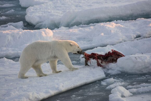 Photo d'un ours polaire en Norvège, à Svalbard